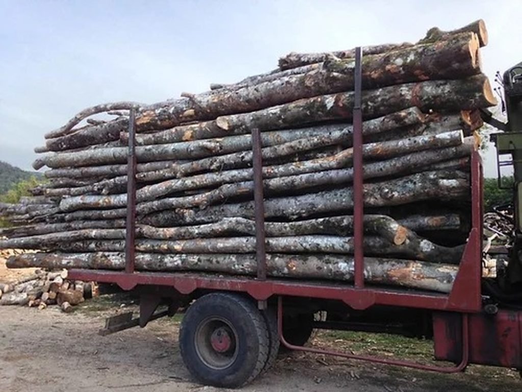 Acacia — carga a granel, 50 rollizos