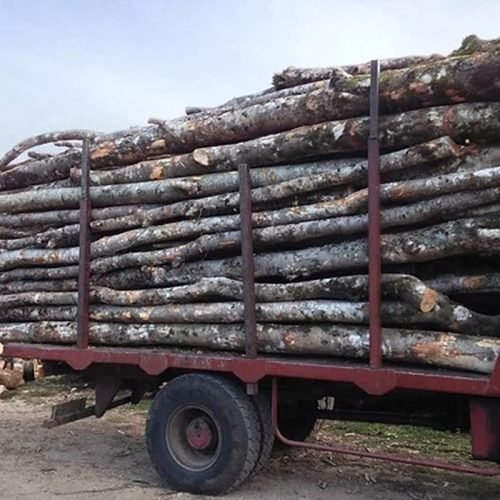 Acacia — carga a granel, 50 rollizos
